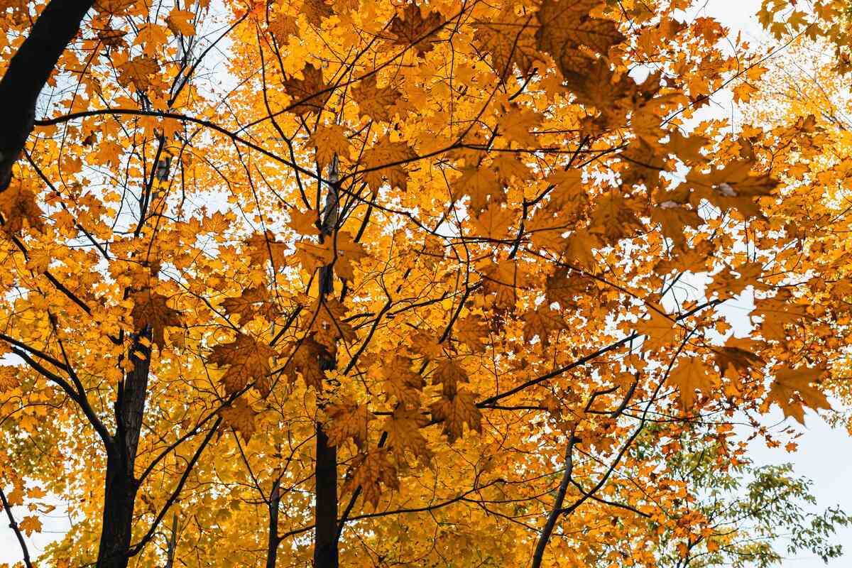 Why Do Deciduous Trees Lose Their Leaves In The Fall?