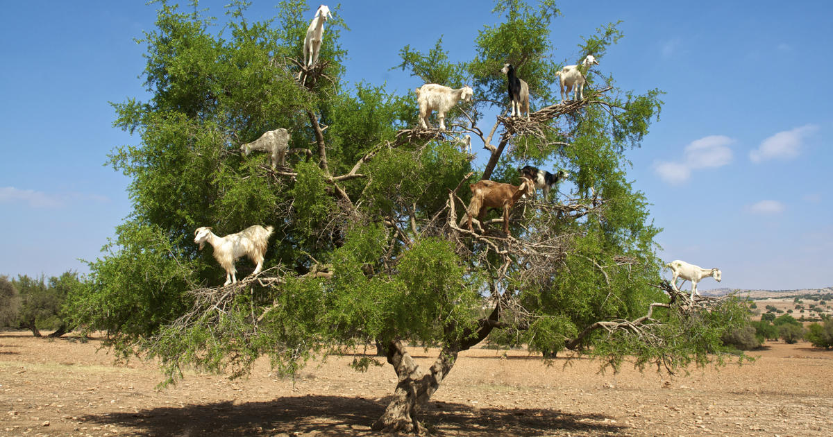 Why Do Goats Climb Trees