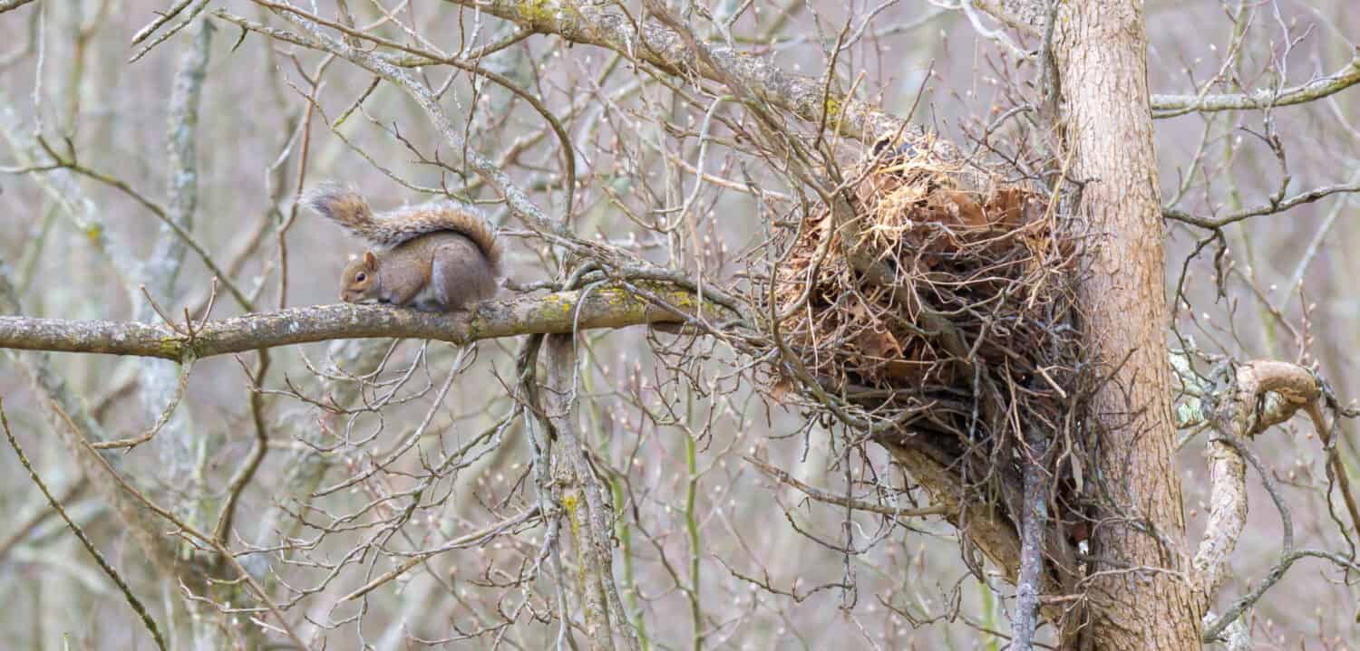 Why Do Squirrels Build Nests High In Trees