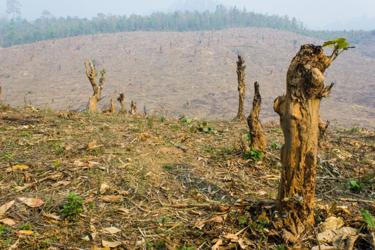Why Does Cutting Down Trees Increase Global Warming?