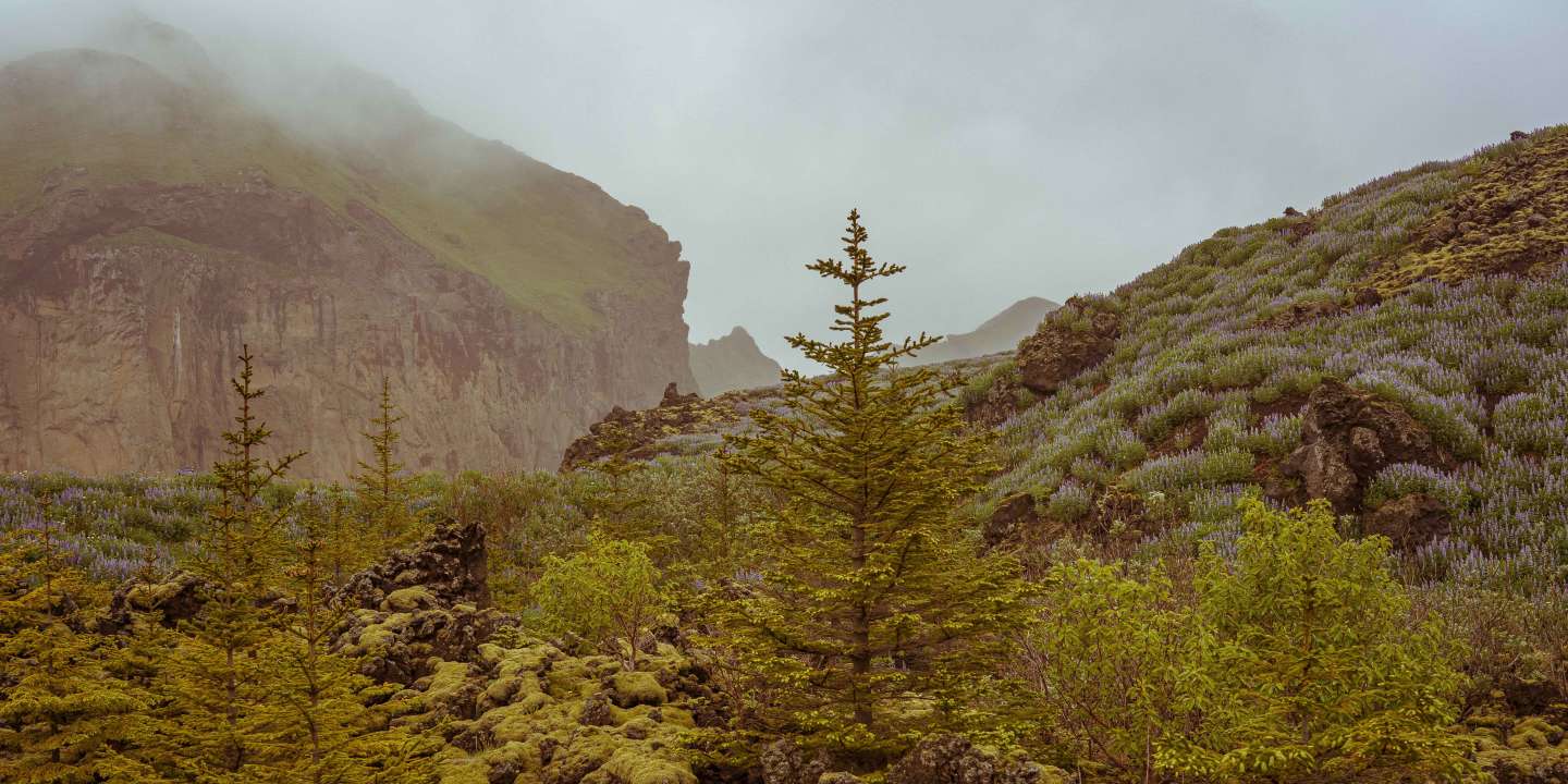 Why Does Iceland Have No Trees