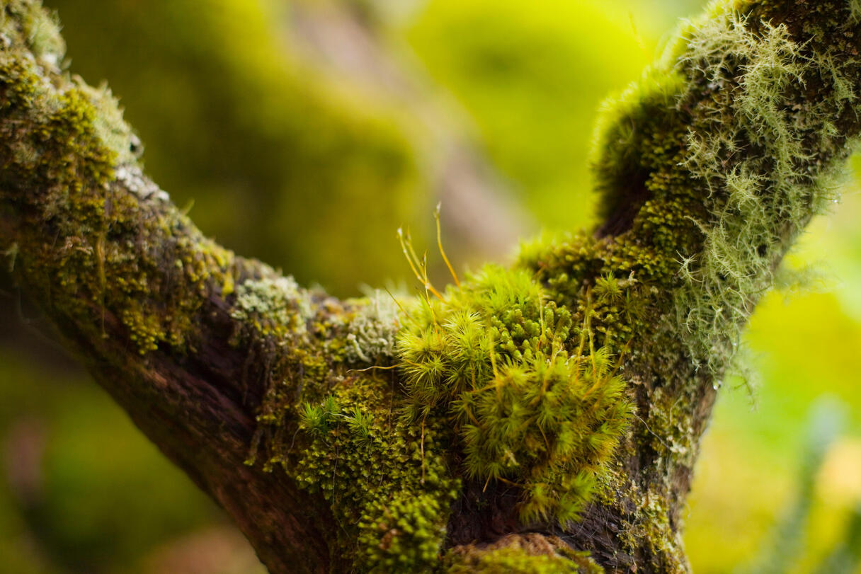 Why Does Moss Grow On Trees