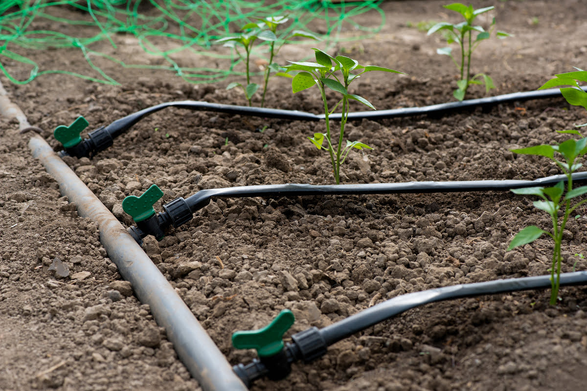 Why Should You Do Drip Irrigation