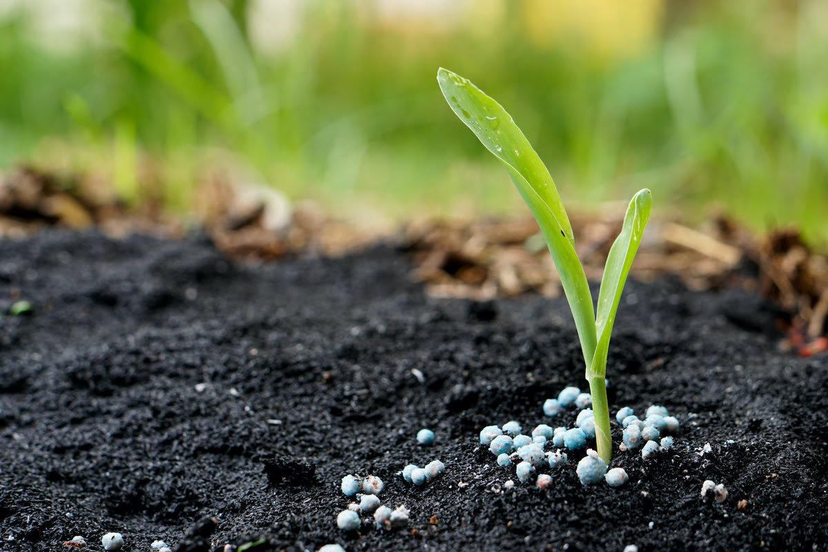 10 Amazing Vegetable Fertilizer for 2024