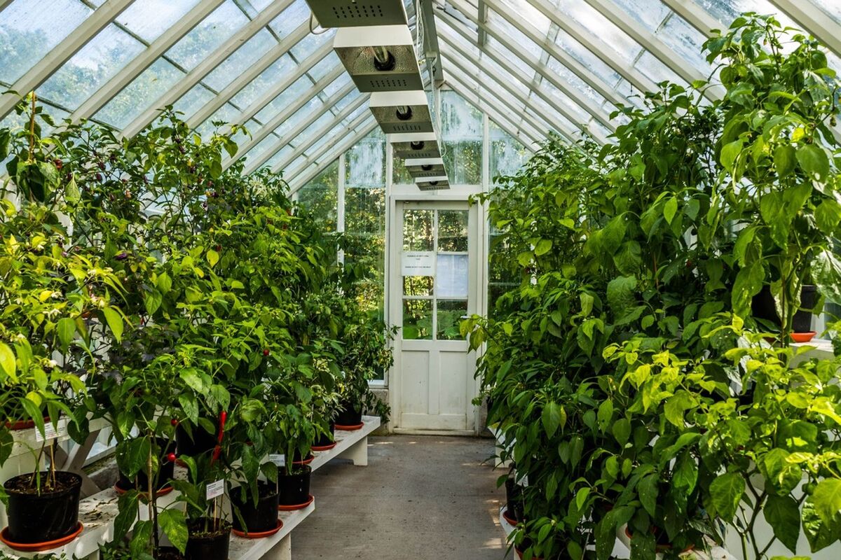 11 Amazing Greenhouse Plants for 2024