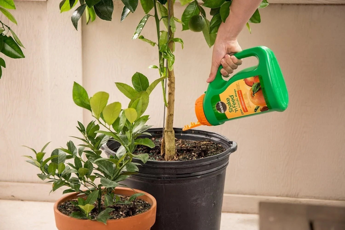 11 Superior Citrus Tree Fertilizer For Potted Trees for 2024