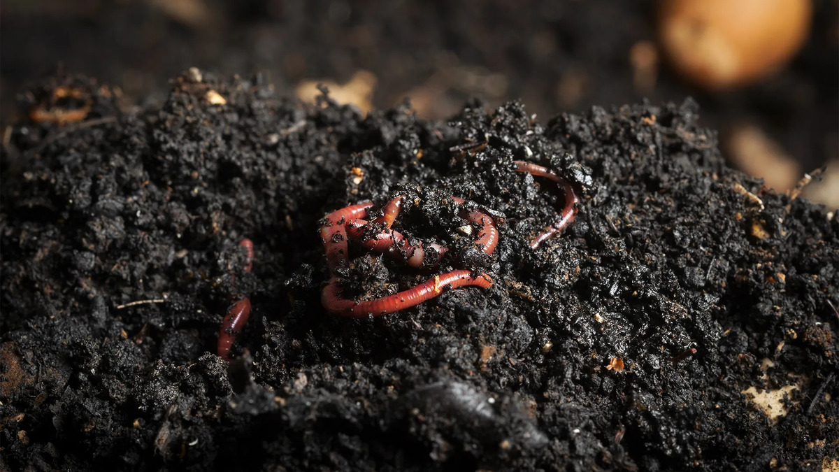 12 Amazing Compost Worms Red Wigglers for 2024