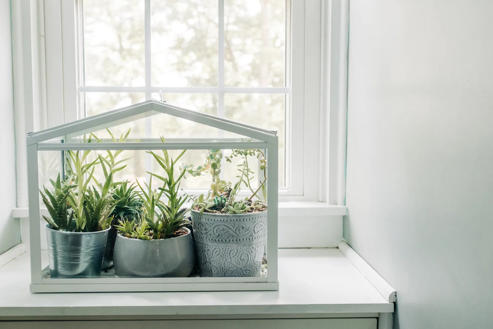 12 Best Indoor Greenhouse Kit for 2024
