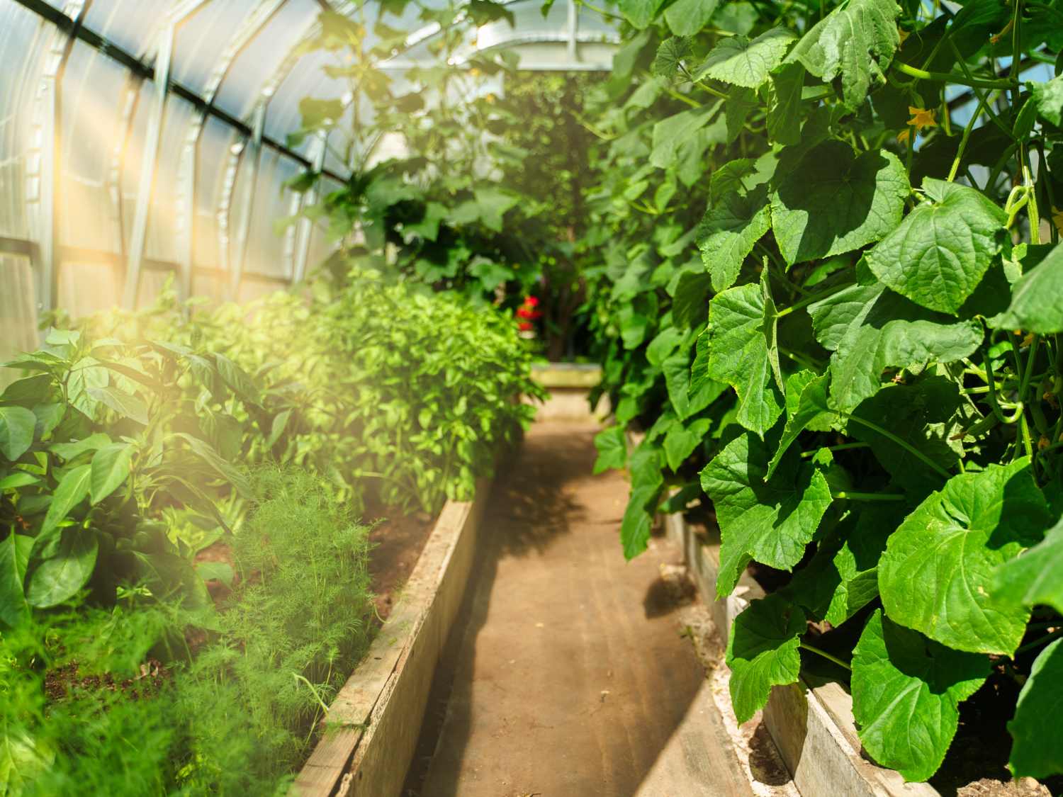 12 Incredible Greenhouse Vegetable Gardening for 2024