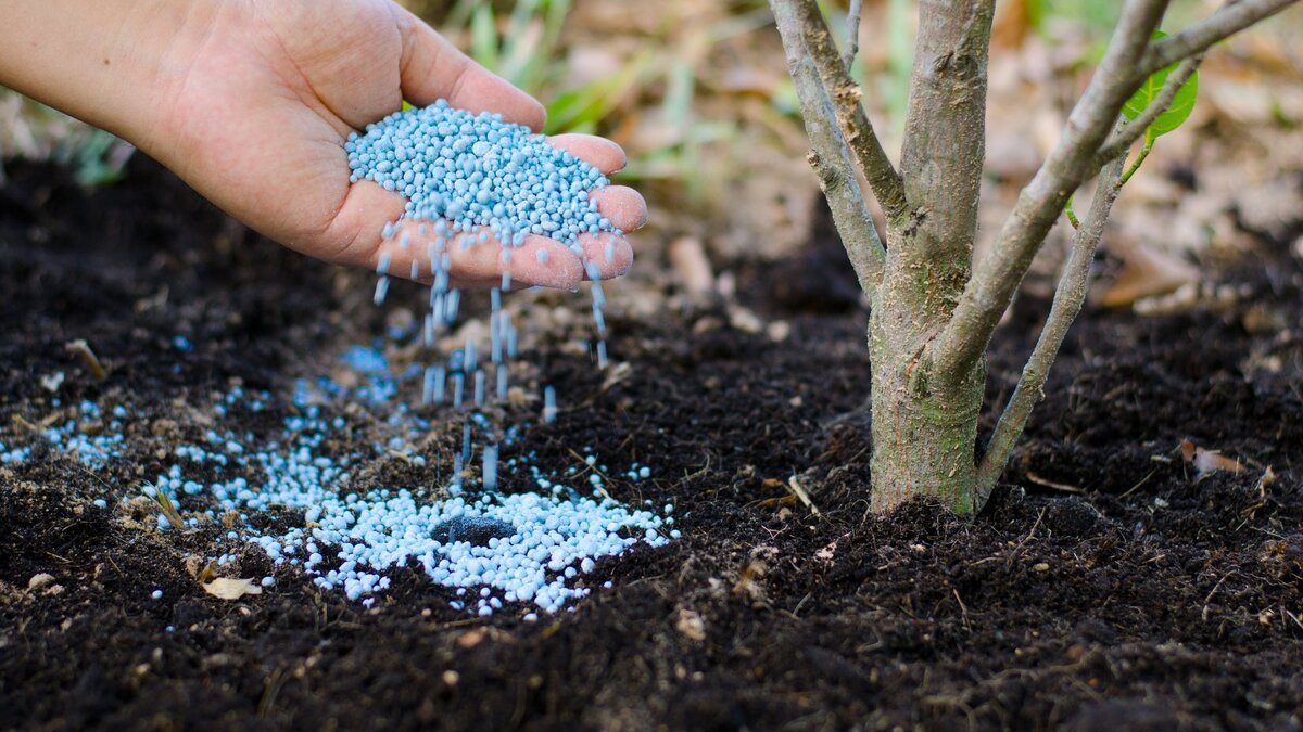 13 Best Tree Fertilizer for 2024