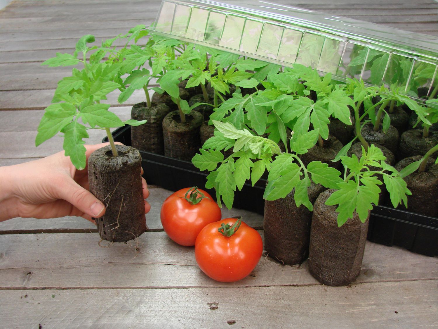 13 Incredible Jiffy Tomato Greenhouse for 2023