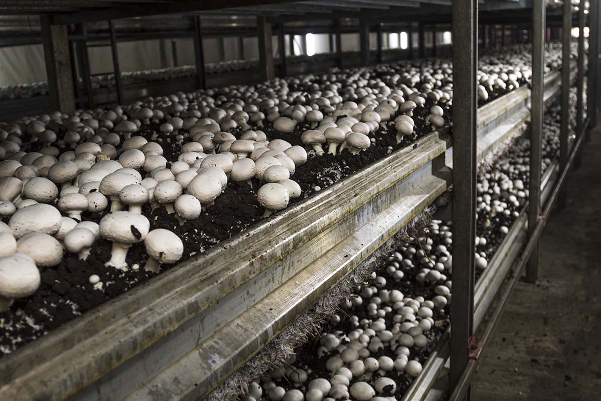 13 Unbelievable Mushroom Greenhouse for 2024