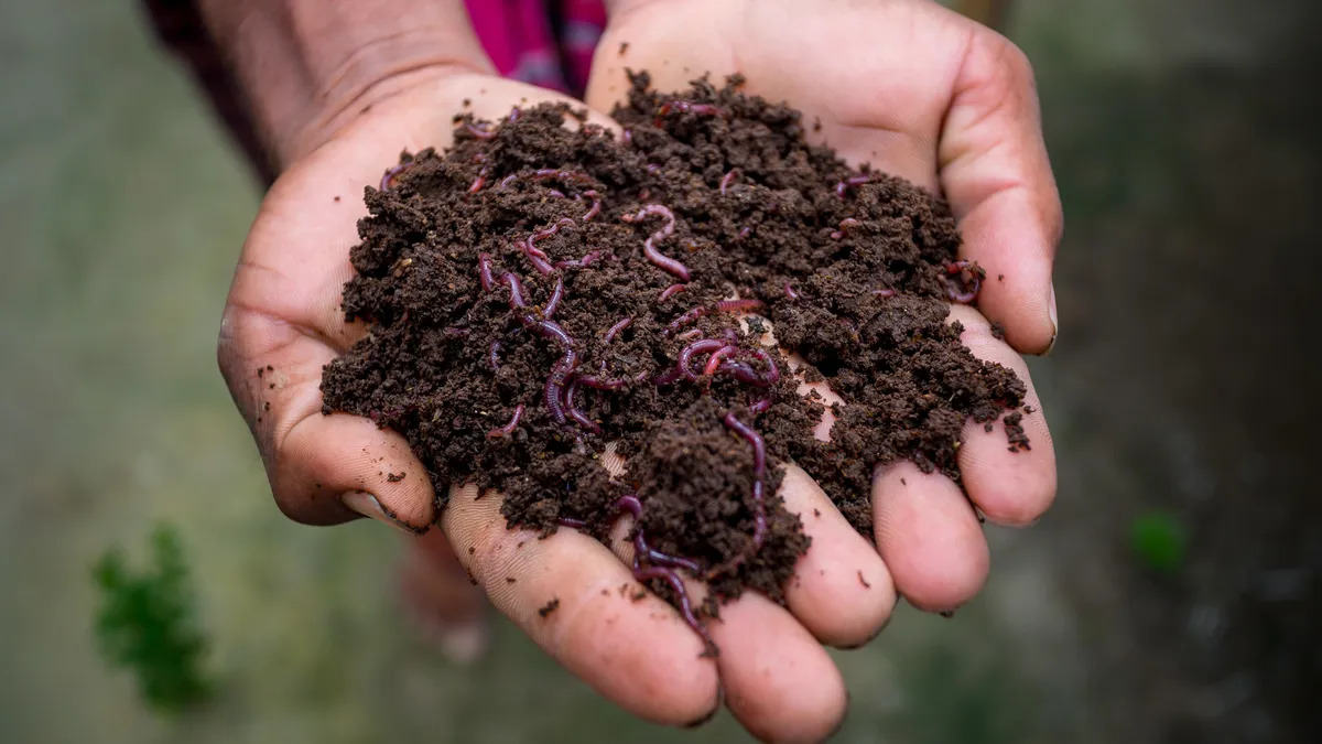 13 Unbelievable Worm Compost for 2024