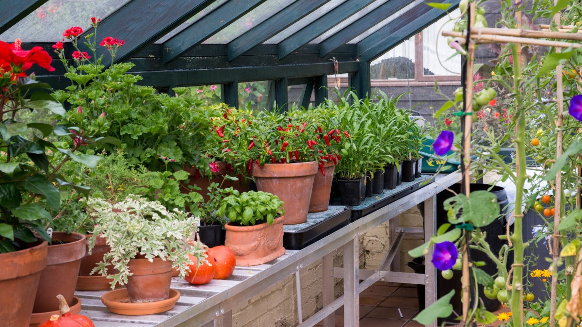 14 Best Greenhouse Supplies for 2024