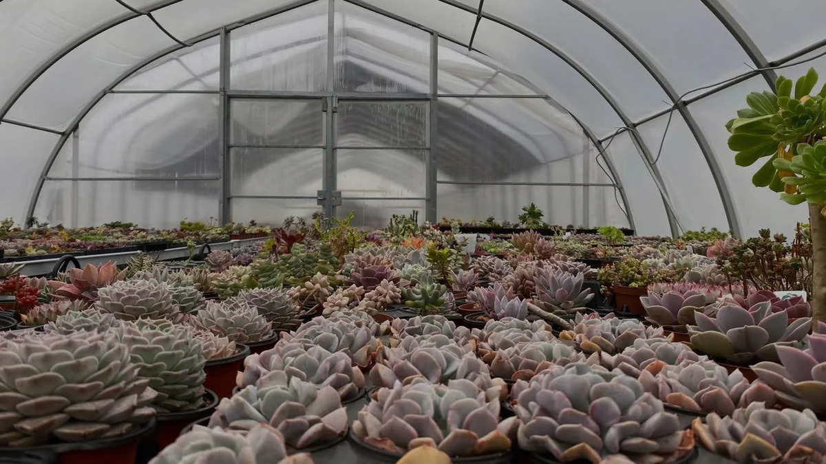 14 Best Succulent Greenhouse for 2024