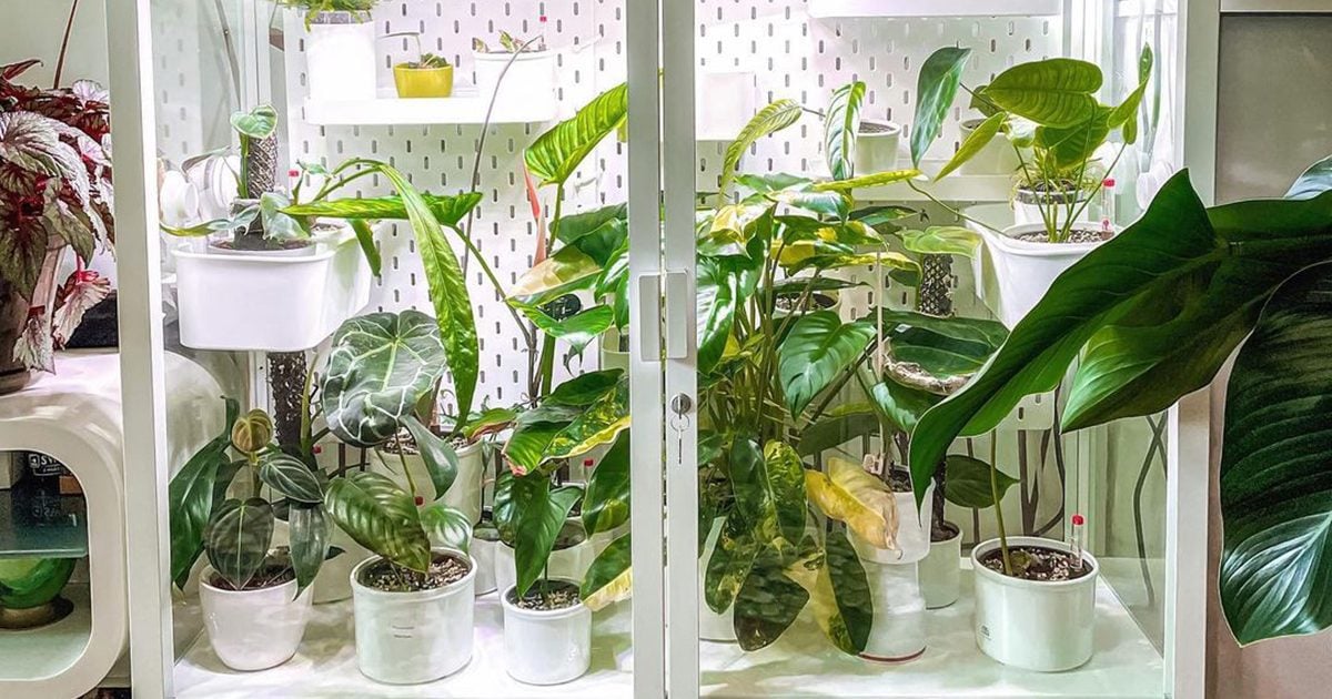 15 Best Greenhouse Cabinet for 2024