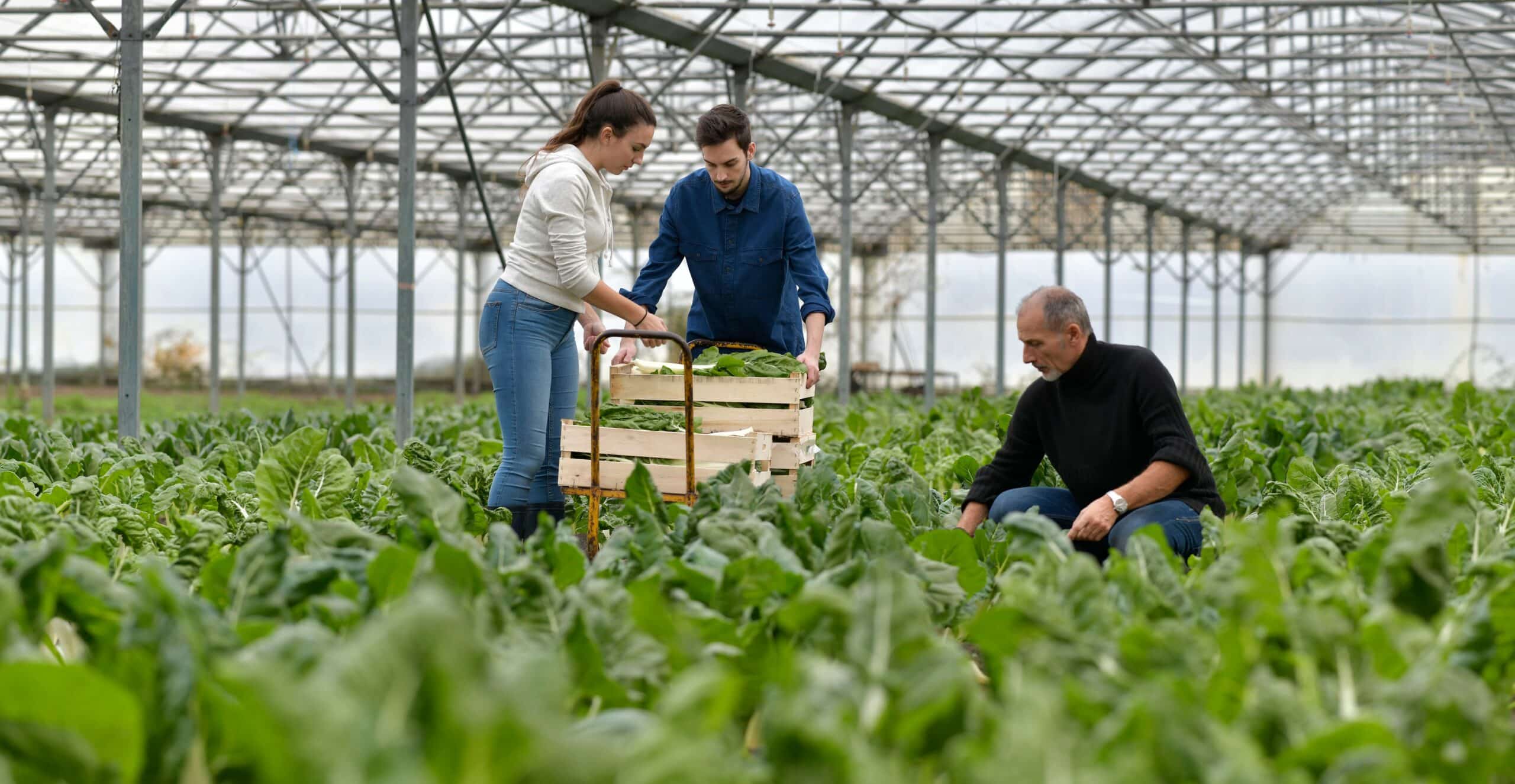 15 Best Greenhouse Management for 2024