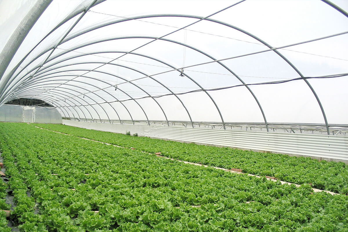 15 Best Tunnel Greenhouse for 2024