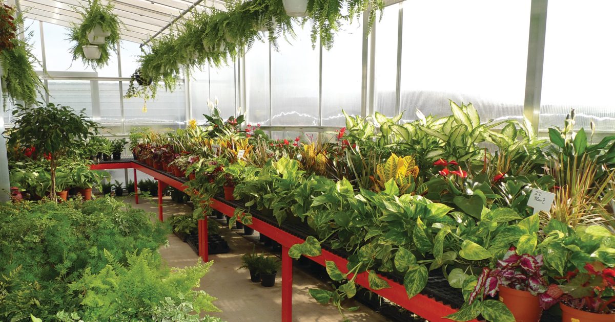 15 Unbelievable Greenhouse For Plants for 2024