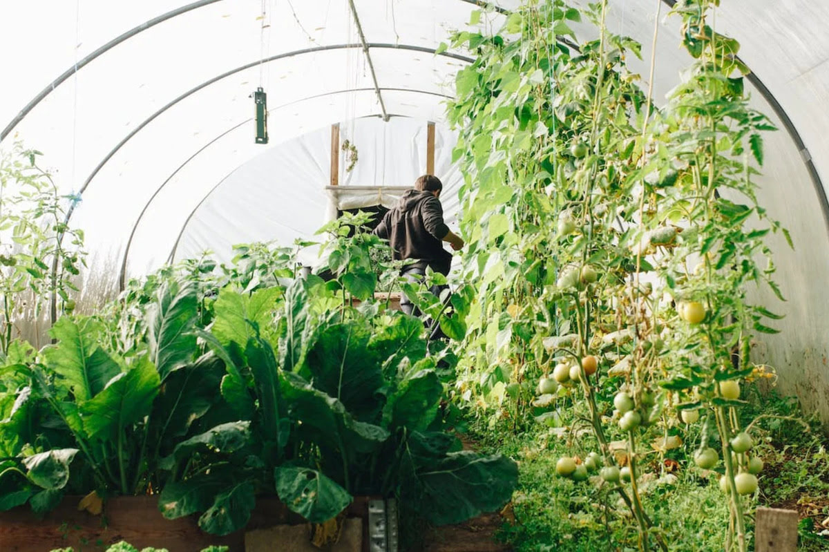 8 Best Greenhouse Gardening For Beginners for 2024