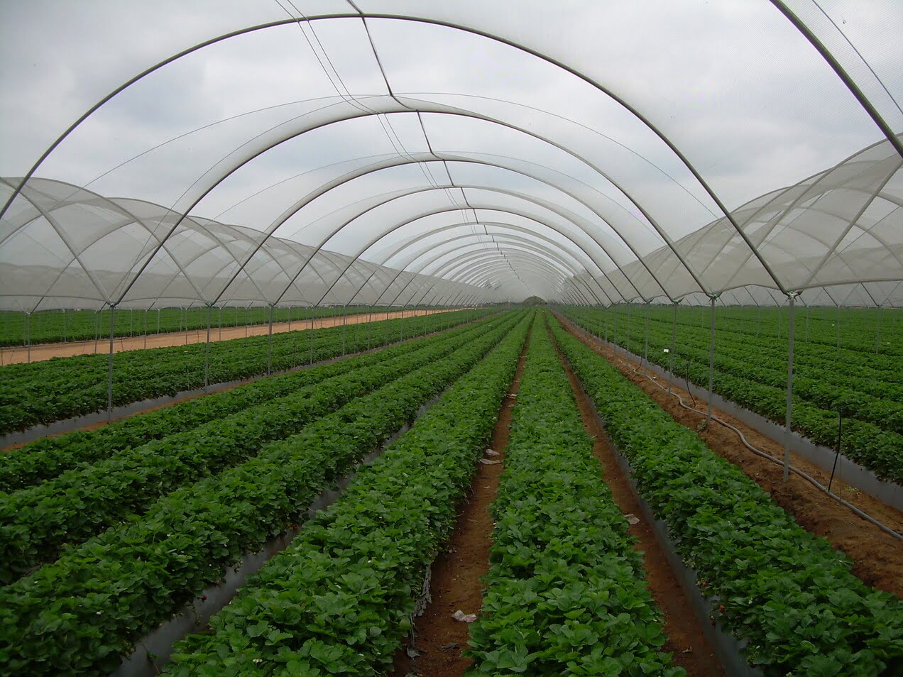 8 Superior Greenhouse Netting for 2024