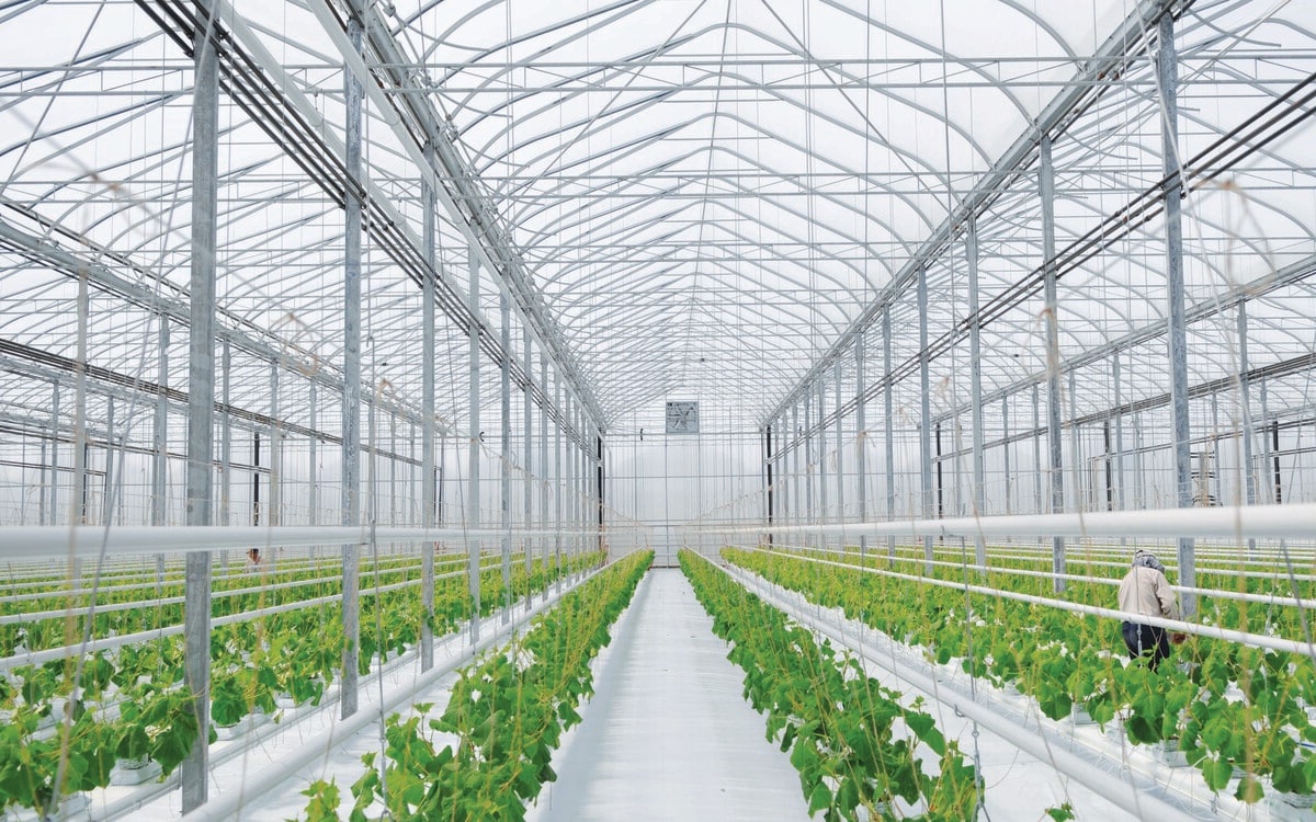 9 Amazing Commercial Greenhouse for 2024