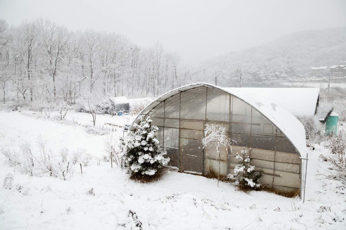 9 Incredible Winter Greenhouse for 2024