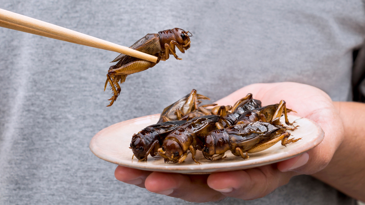 Eating Insects Is Known As What?
