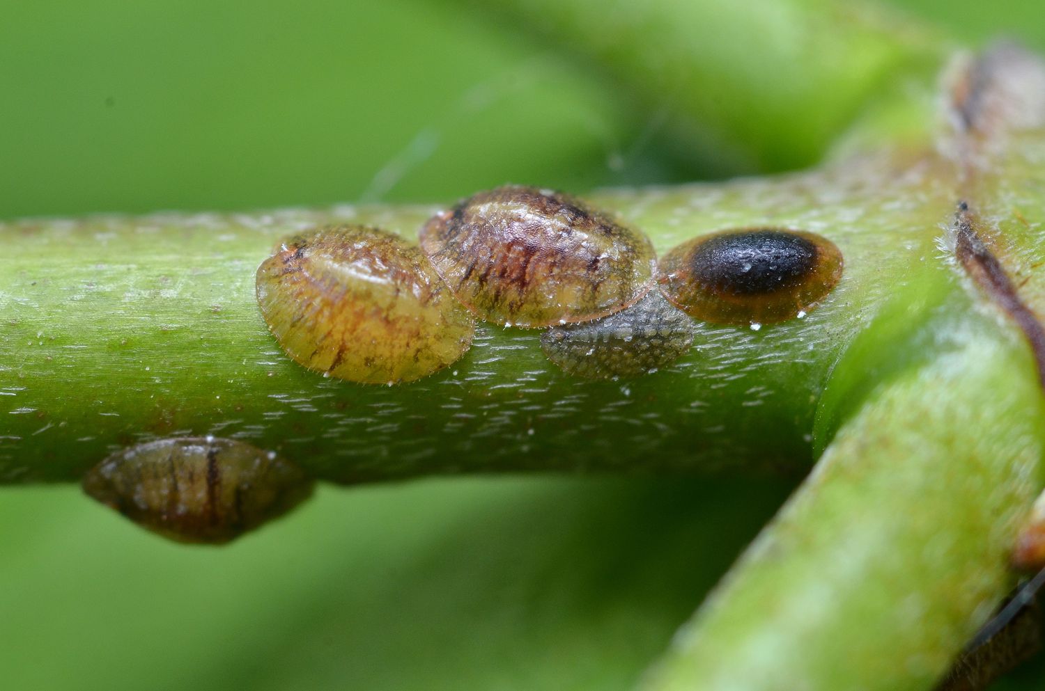 How Do Scale Insects Get On Plants