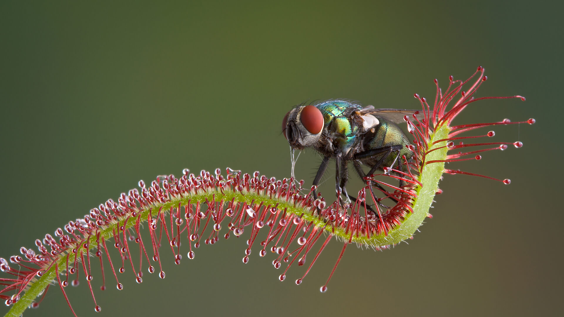 How Does An Australian Sundew Plant Catch Insects