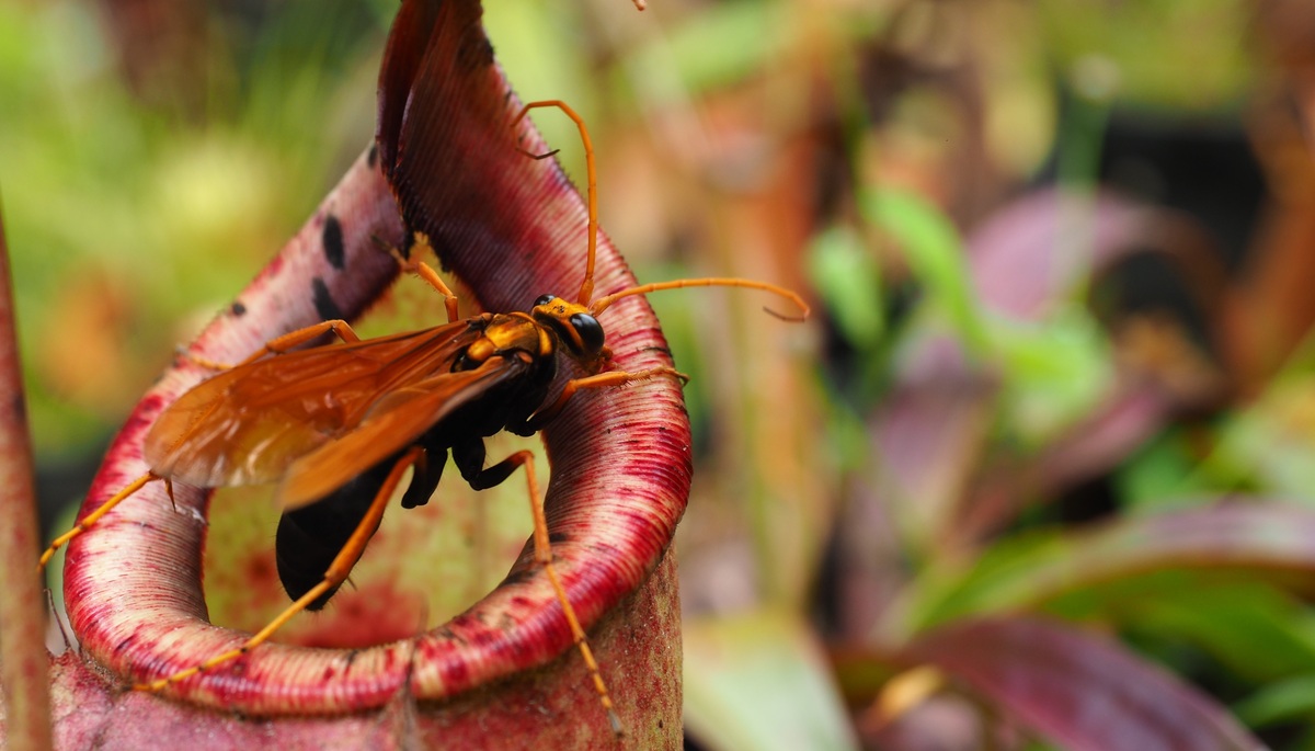 How Does Pitcher Plant Trap Insects