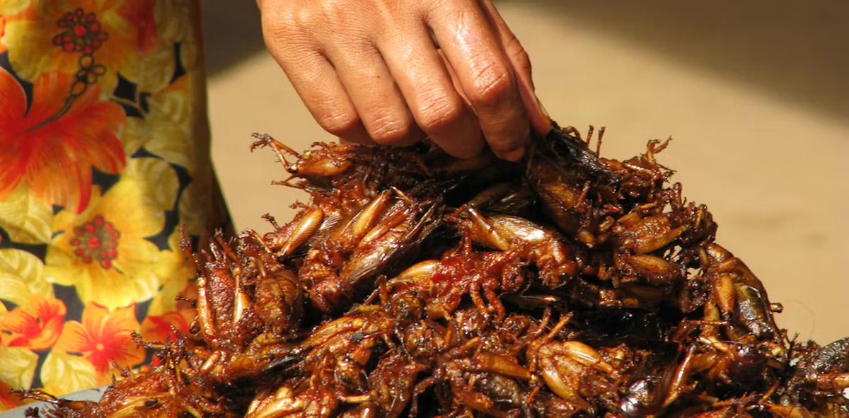 How Is Eating Insects Good For The Environment