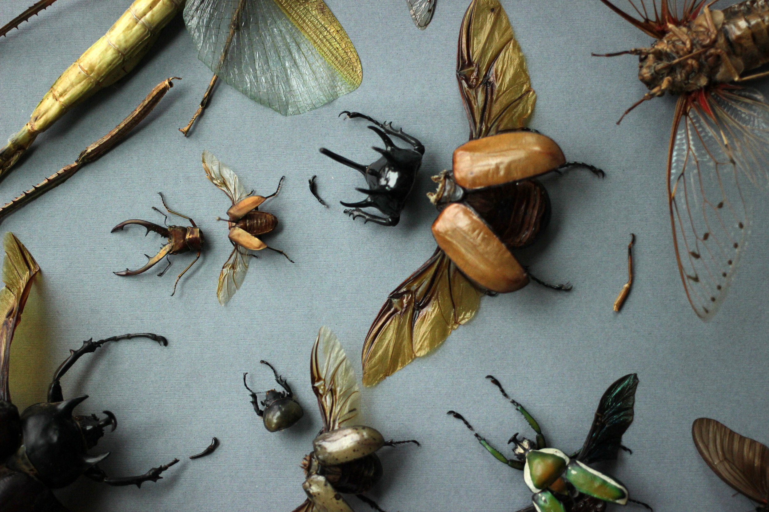How To Dry Insects To Preserve