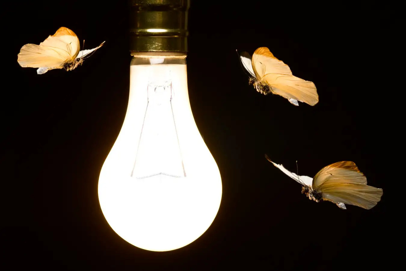 How To Get Rid Of Insects Attracted To Light