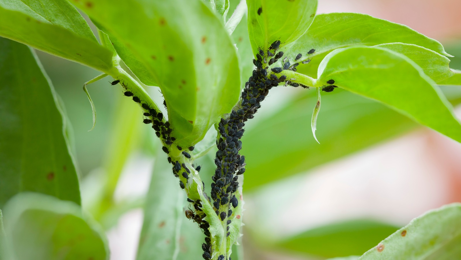 How To Get Rid Of Insects From Indoor Plants
