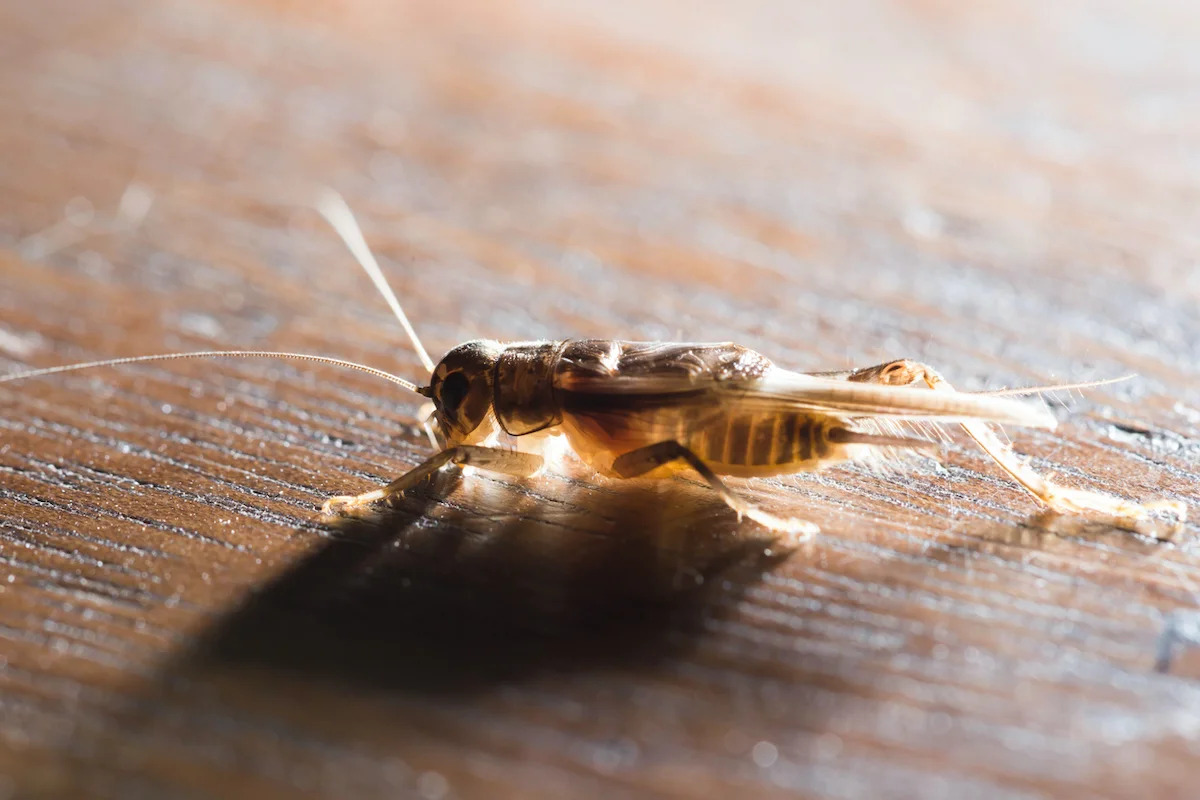 How To Get Rid Of Insects In House