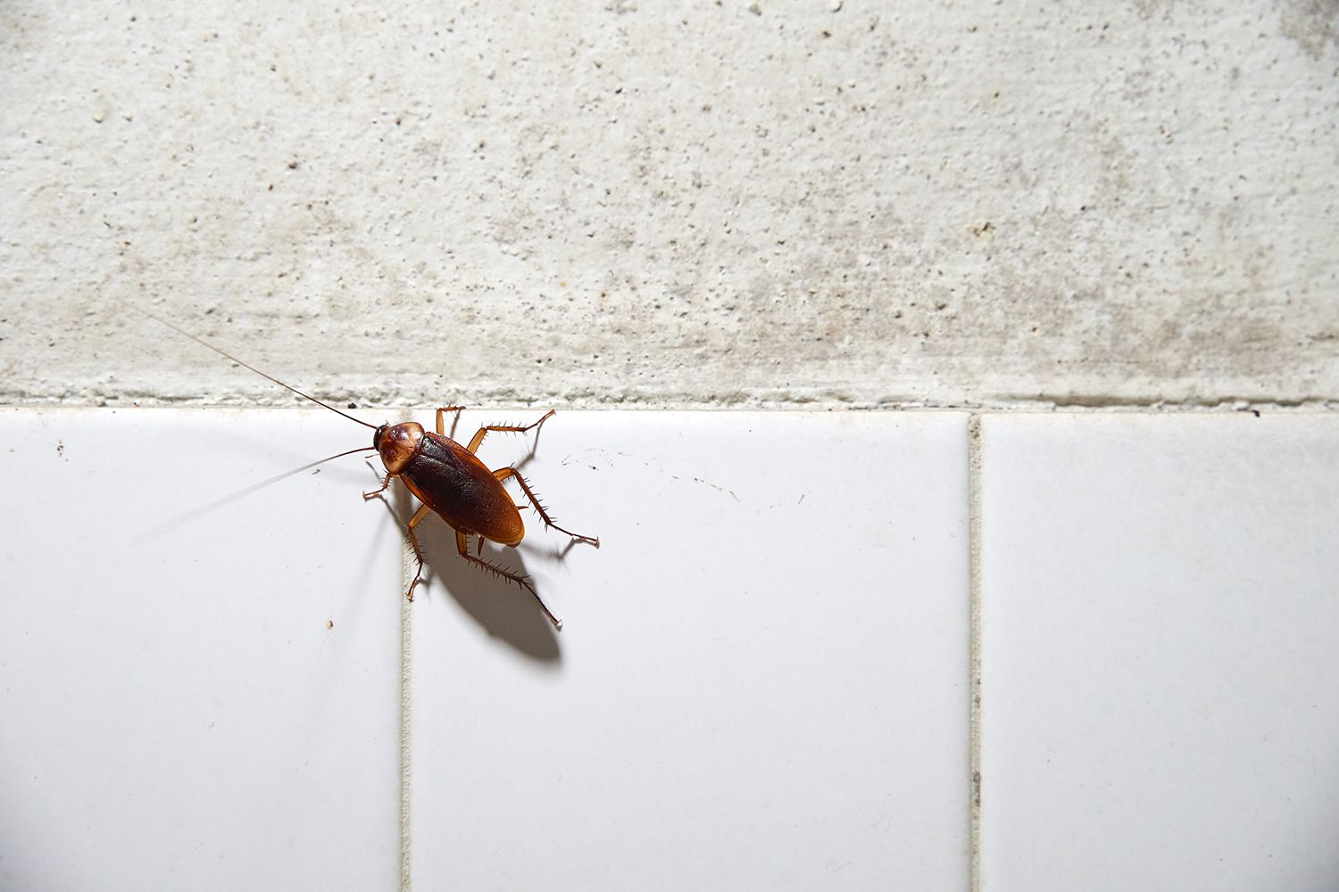 How To Keep Insects Away From Bathroom