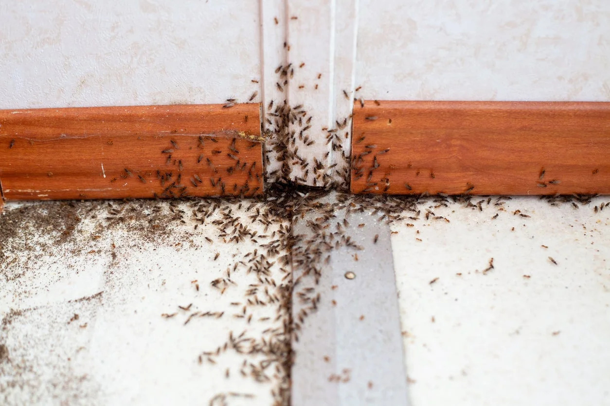 How To Keep Insects Away From House