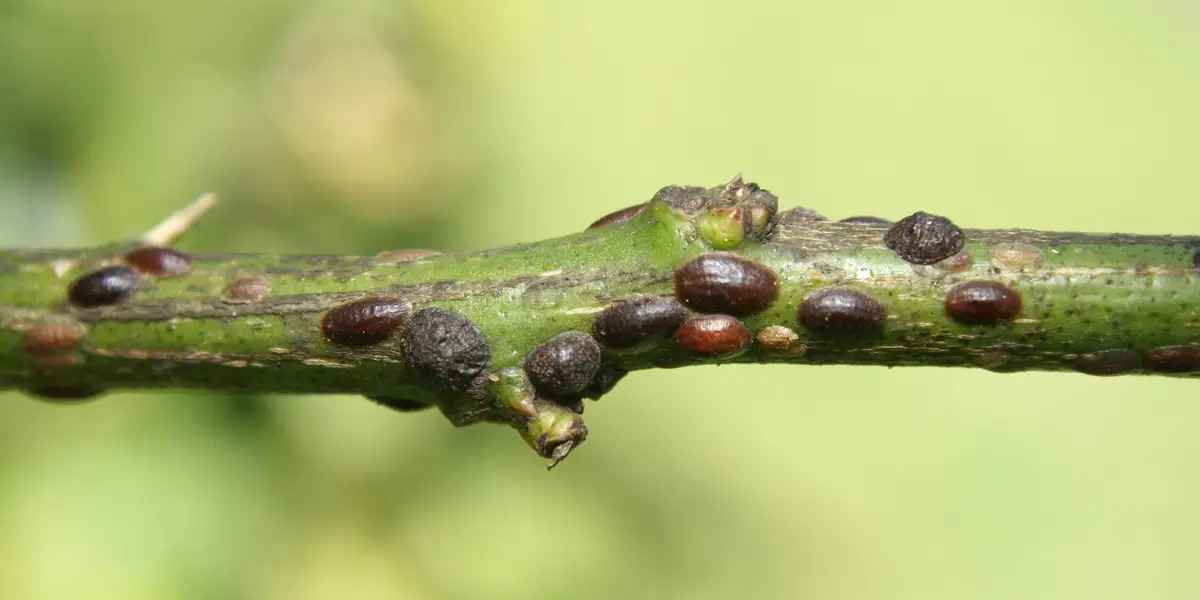 How To Kill Scale Insects On Plants