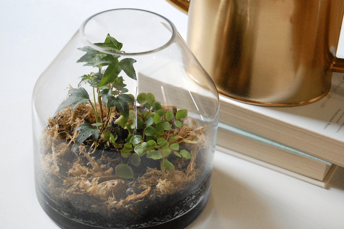 How To Make A Closed Terrarium With Insects