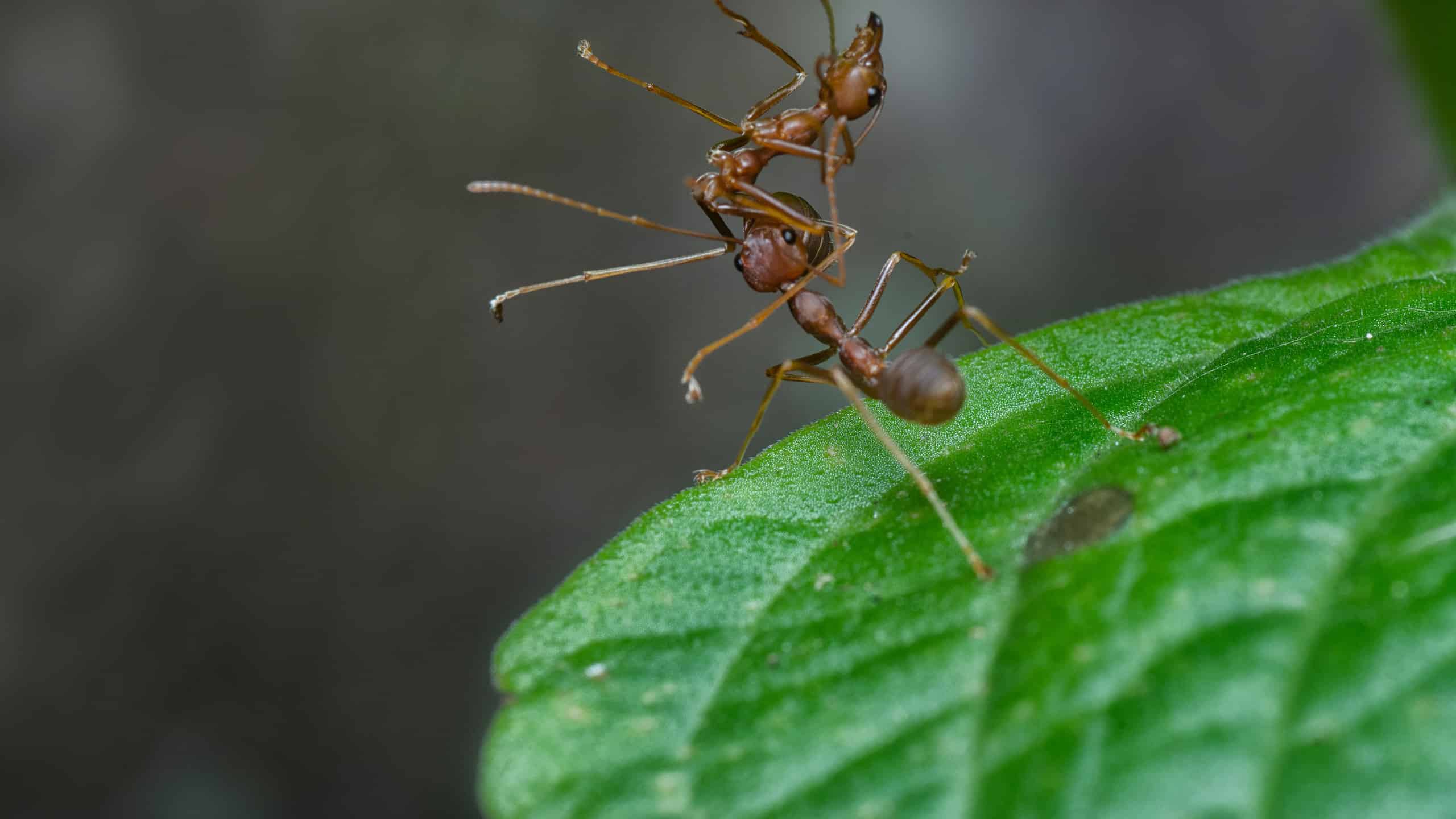 What Do Ants Do With Dead Insects