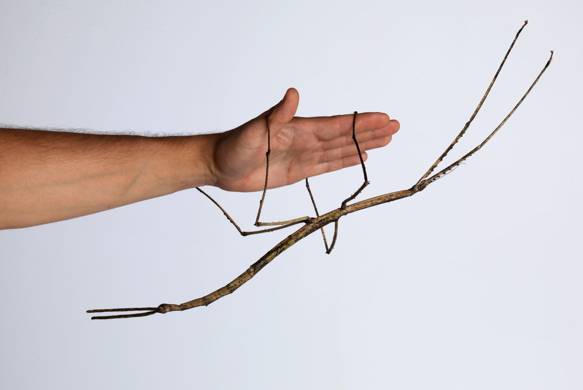 What Do Walking Stick Insects Eat