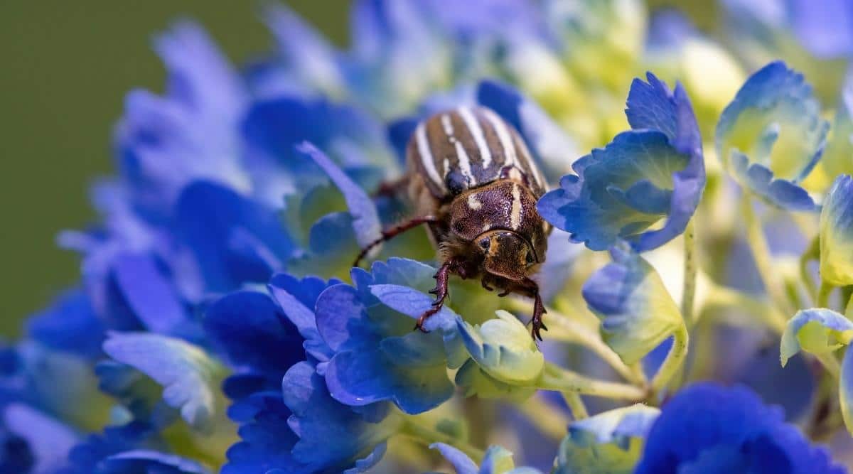 What Insects Are Attracted To Hydrangeas