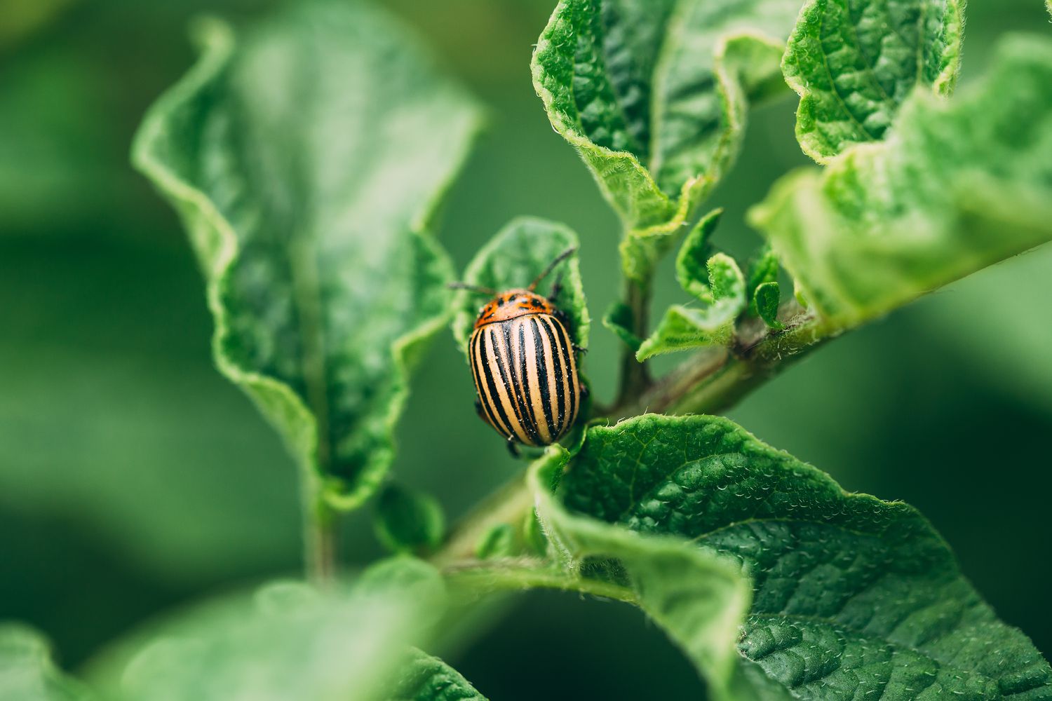 What Insects Are Resistant To Pesticides