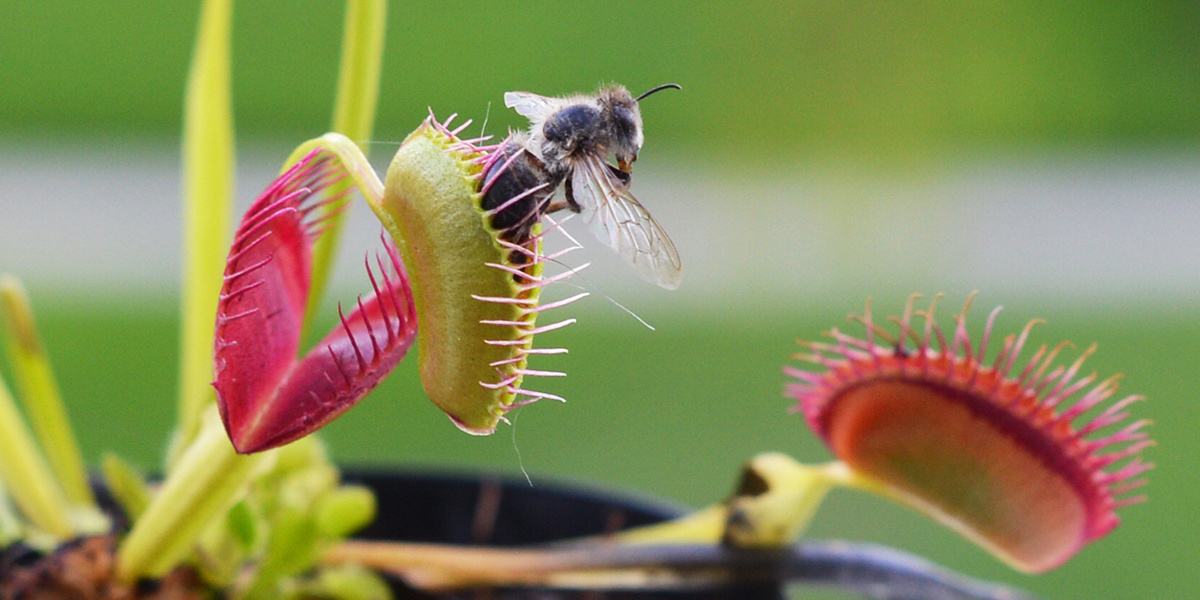 What Insects Can Venus Fly Traps Eat
