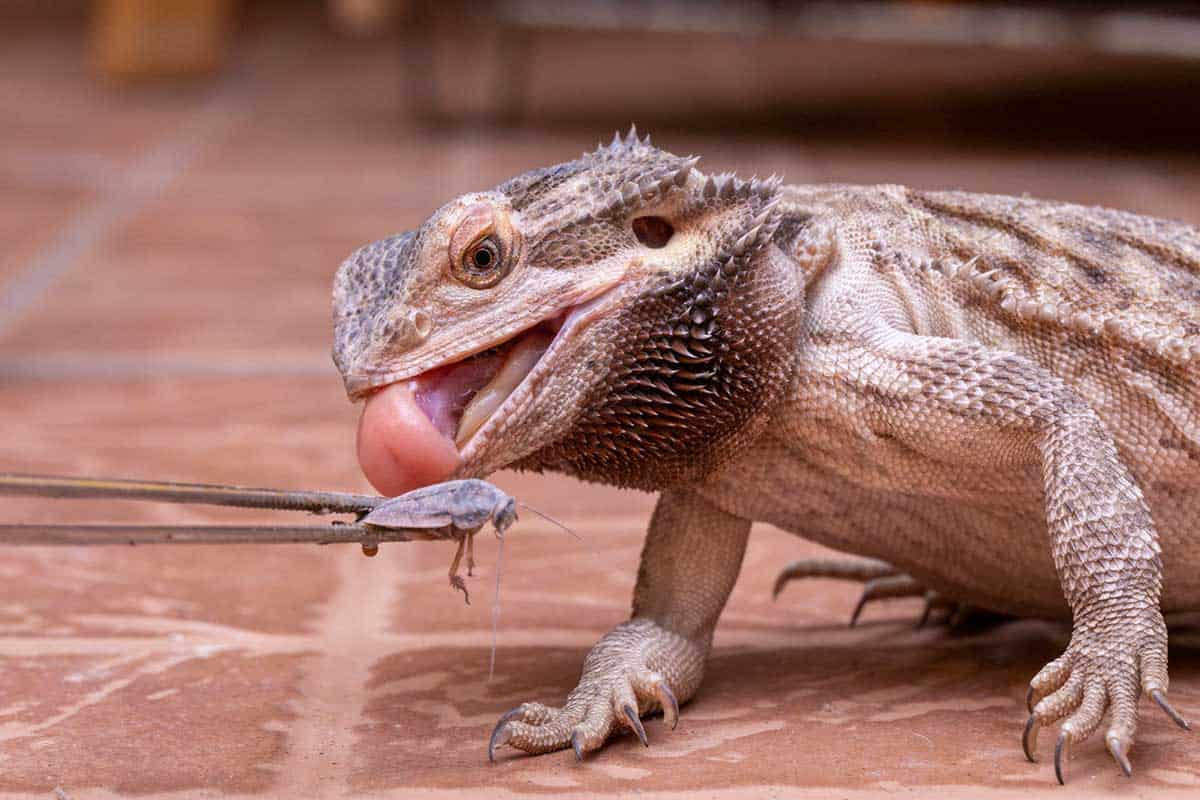What Insects Can You Feed A Bearded Dragon