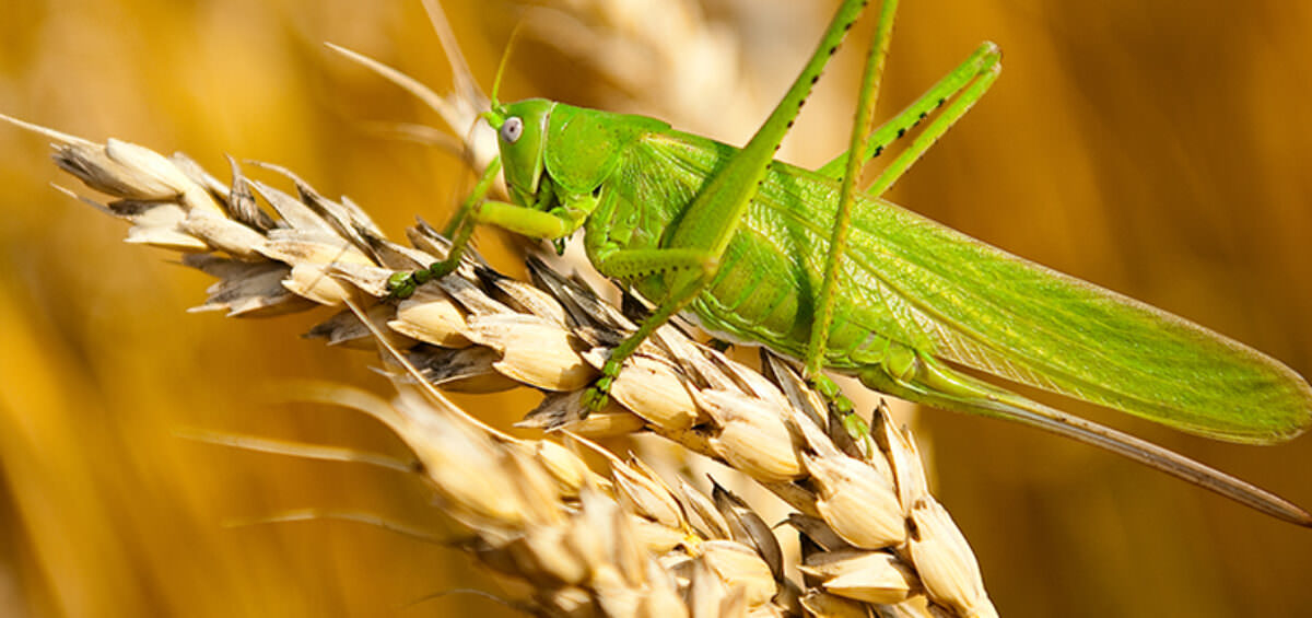 What Insects Destroy Crops