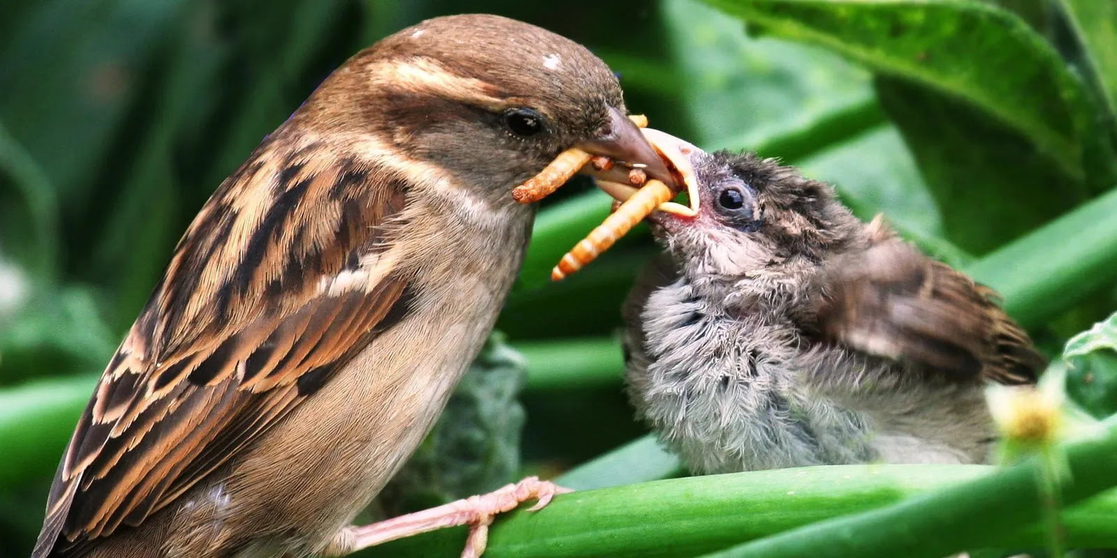 What Insects Do Baby Birds Eat