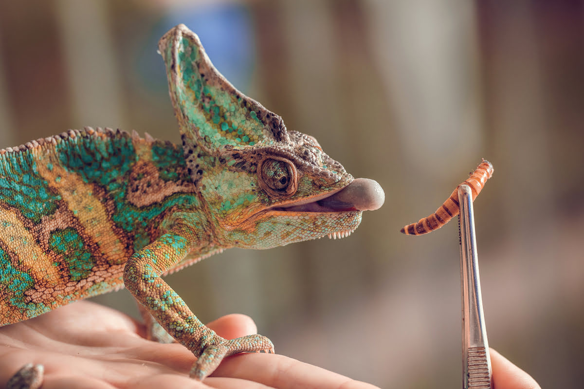 What Insects Do Chameleons Eat