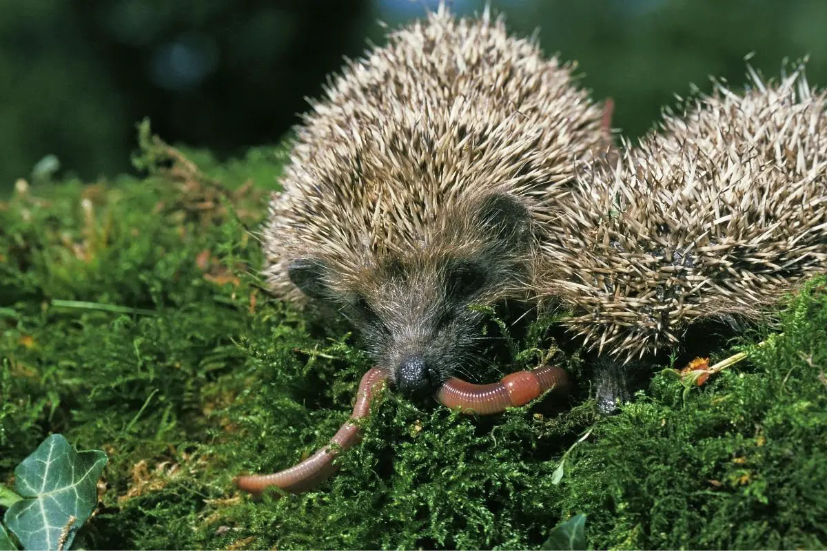 What Insects Do Hedgehogs Eat